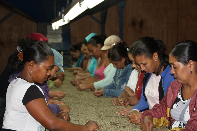 多明尼加咖啡生豆人工四次品檢