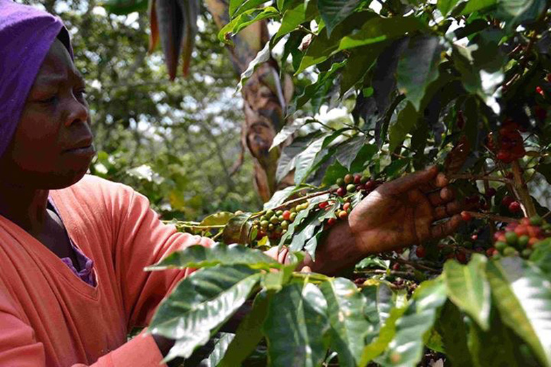 多明尼加咖啡人工採收粒粒皆辛苦