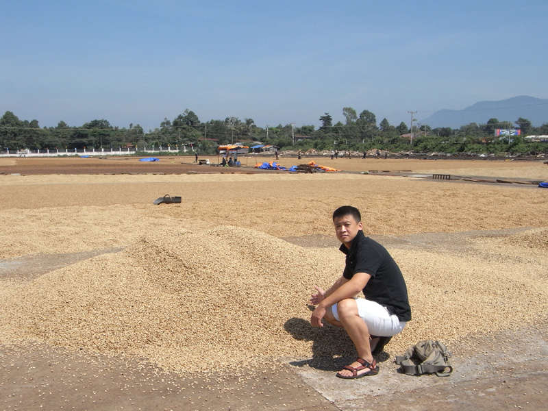 寮國咖啡產地晒豆場
